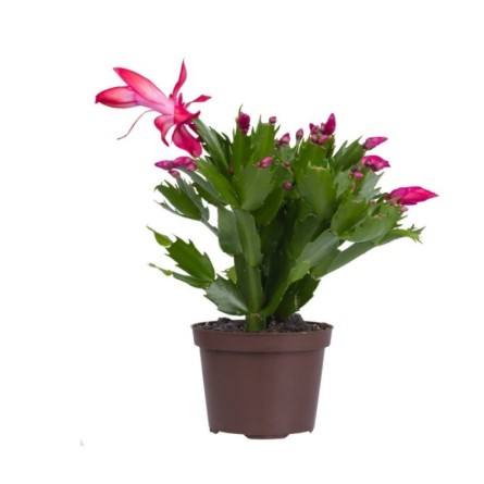 Christmas Cactus